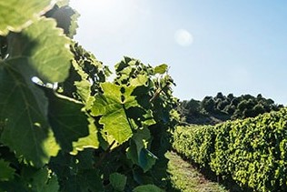 Languedoc-Roussillon