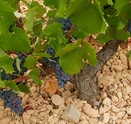 Vin fra Sydspanien – guide til sydspansk rødvin og hvidvin med karakter