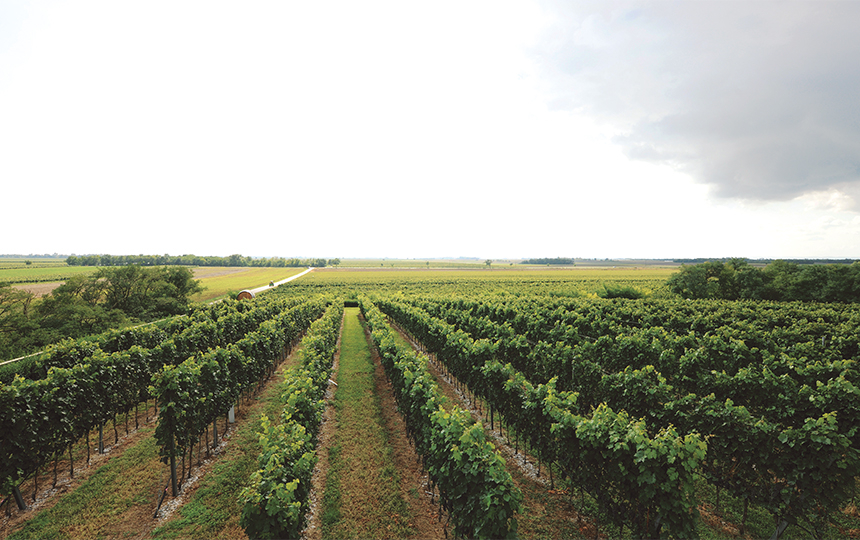 Scheiblhofer Vineyard